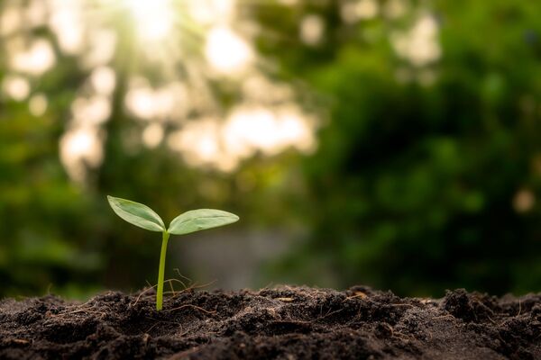une petite plante sort de terre dans une forêt